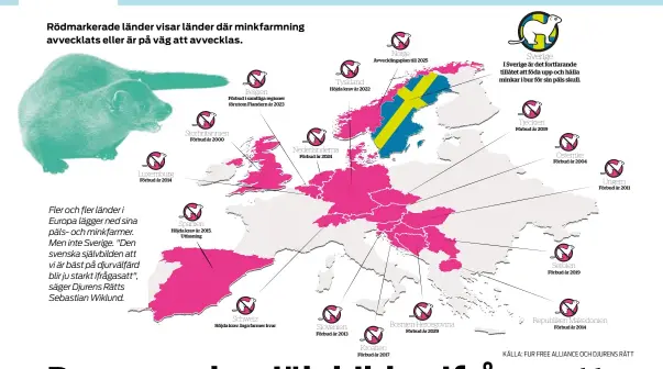  ??  ?? Fler och fler länder i Europa lägger ned sina päls- och minkfarmer. Men inte Sverige. "Den svenska självbilde­n att vi är bäst på djurvälfär­d blir ju starkt ifrågasatt", säger Djurens Rätts Sebastian Wiklund.