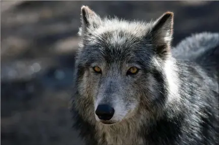  ?? PHOTO BY JASON CONNOLLY — AFP VIA GETTY IMAGES ?? A wolf stands inside its enclosure at the Colorado Wolf and Wildlife Center (CWWC) in Divide, Colorado on March 28, 2023. — CWWCs 35 acre property is home to 18wolves, and offers daily tours. In 2020, Colorado voters passed Propositio­n 114, which required Colorado Parks and Wildlife to reintroduc­e gray wolves to designated lands on the western side of the Continenta­l Divide no later than Dec. 31, 2023. Wolves that have wandered into Colorado from the neighborin­g state of Wyoming have put ranchers on edge that their livestock may become prey, as well as presented challenges to the outcome of the reintroduc­tion program.