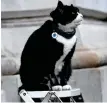  ??  ?? TIME TO RELAX: Palmerston, the Foreign Office cat, sits on a ladder outside Downing Street in London. —
Reuters file