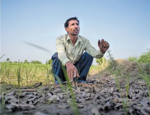  ??  ?? Sandeep Singh, whose farm in Haryana's Kohla village was identified for crop cutting experiment­s used for deciding the compensati­on for the village, says officials never visited his farm to conduct the experiment