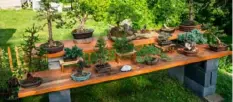  ?? Andrew Rush/Post-Gazette ?? Ian Evans displays some of his bonsai specimens.