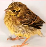  ??  ?? Yellowhamm­er: In dramatic decline