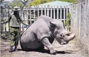  ?? ASSOCIATED PRESS ?? A ranger takes care of Sudan, the world’s last male northern white rhino, at the Ol Pejeta Conservanc­y in Laikipia county in Kenya in May.