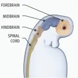  ??  ?? FOREBRAIN MIDBRAIN HINDBRAIN SPINAL CORD