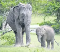  ?? PHOTO: GETTY IMAGES ?? From day to night . . . Elephants are among many of the world’s mammals whose nocturnal activity is increasing due to human encroachme­nt on their habitats during the day.