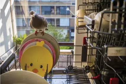  ??  ?? De Nederlande­r Jasper Doest fotografee­rde het duivenkopp­el waarmee zijn gezin bevriend geraakte tijdens de pandemie. Met zijn reeks over Ollie en Dollie wint hij in de categorie ‘Natuur’.