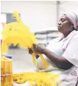  ?? ?? A worker from Cape Karoo internatio­nal works on ostrich feathers on the production line.