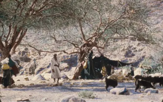  ?? (Pictured: Sinai, Wady Feiran: Matson Photograph Collection; Wikimedia Commons) ?? WHY WAS Balaam so amazed when he saw the tents in the Israelites’ camp?