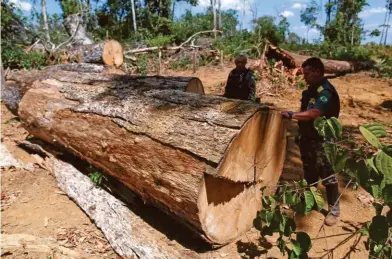  ?? REUTERS ?? Agentes inspeccion­an una zona deforestad­a por mineros ilegales
