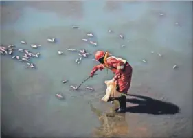  ?? Photo: Guillen Sartorio, AFP ?? Deadly: A member of a clean-up team pulls dead fish from the umhlanga estuary after chemicals entered the water system from a UPL warehouse that was burned during looting in July.