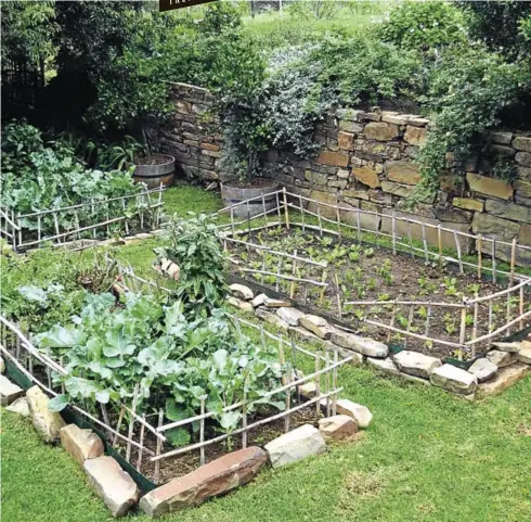  ?? PICTURES: JANE GRIFFITHS AND KEITH KNOWLTON ?? A lawn converted into vegetable beds.