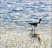  ?? Brian van der Brug
Los Angeles Times ?? A BIRD wades in a flooded rice field. Growers who get supplies from the State Water Project will receive only 20% of requested deliveries this year.