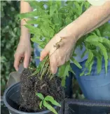  ??  ?? The rhizomes have multiplied, and that little plantlet in the foreground can be gently teased away from the mother plant and planted on its own.