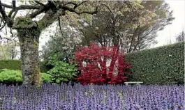  ??  ?? A carpet of ajuga paints a purple picture beneath a flowering cherry with maples behind.