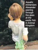  ??  ?? Aquatic immersion: Alexander peering through the glass at the exotic fish in Animal Kingdom