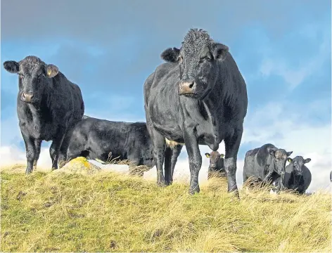  ?? ?? MORE TO DO: The Prism 30 project, involving up to 40 Scottish beef and lamb producers, has been launched to help farmers improve their carbon footprint.