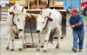  ?? SUBMITTED PHOTO ?? An oxen team pulls a sled at a past Altamont Fair.