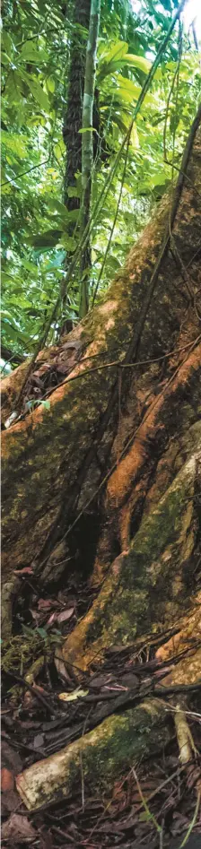  ??  ?? Poito, guía emberá dobidá, es uno de los pocos indígenas que conocen el camino a Jánano, un cerro tremendame­nte biodiverso que encierra leyendas sagradas para ellos y para las comunidade­s afro del golfo de Tribugá.