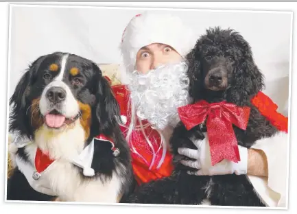  ?? Picture: Peter Ristevski ?? CHRISTMAS PAWTY: Head to Bar Wunder and celebrate Christmas in style with your furry friend tomorrow at the Bark Wunder Christmas Pawty.