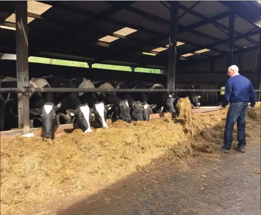  ??  ?? Raymond Barlow feeding his dairy herd at his farm in Riverstown last Wednesday.