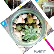  ??  ?? 6 PLANT IT Shabnam Singh reuses an old glass container to create a pretty terrarium