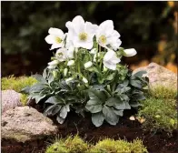  ?? (Courtesy Heuger/via The Washington Post) ?? Christmas rose hybrids are sold in pots but flourish outdoors.