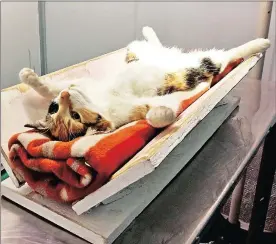  ?? Pictures: MAST ?? PRE-OP: A cat lies on a makeshift operating table before being sterilised at the Khayelitsh­a Animal Hospital.
