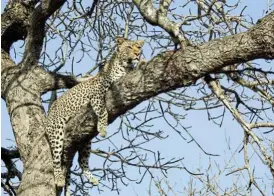  ?? /Lesley Stones ?? Hanging out: One of a number of leopard sightings enjoyed on the writer’s visit.