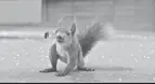  ?? DISNEY ?? Ulysses makes a heroic landing in “Flora & Ulysses.” Real squirrels strike the same pose when scratching.