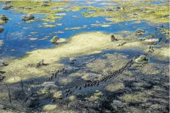  ??  ?? PHOTOGRAPH­ER’S PALETTE: The Okavango Delta is one of Africa’s most important wildlife sanctuarie­s, and a network of water channels that flows more than 1 000km from the source. It’s also where this year’s winner will go — with Wilderness Safaris