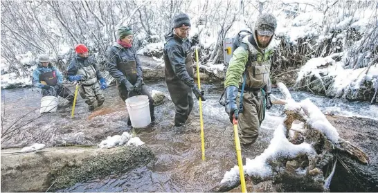  ?? PHOTOS BY MICHAEL SCHENNUM/THE REPUBLIC ?? Brian Levine stuns trout as his group waits with nets and buckets to capture them at Bright Angel Creek near Roaring Springs at the Grand Canyon’s North Rim in February.