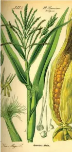  ??  ?? El maíz era la base de la alimentaci­ón de los mayas y aztecas.