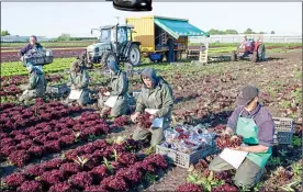  ??  ?? RICH PICKINGS: Coupe says it is vital seasonal workers come to the UK