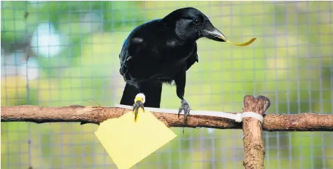  ?? Photo / Supplied ?? Researcher­s were amazed to watch the New Caledonian crows tear up the card to form items based on memory.