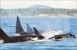  ?? David Ellifrit Center for Whale Research ?? KILLER WHALES go through menopause because of their complicate­d relationsh­ips with their daughters, an internatio­nal team of scientists says.