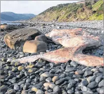  ?? PHOTO COURTESY OF THE DEPARTMENT OF FISHERIES AND OCEANS ?? A dead right whale that washed up on a rocky shore on the west coast of Newfoundla­nd.