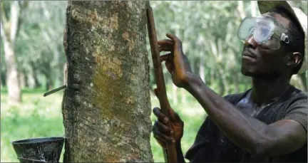  ?? LAUREN GELFAND/AFP ?? A Liberian rubber tapper works on the Firestone plantation in Harbel, Liberia. A US-based human rights group has filed suit on behalf of the tappers working for Firestone, alleging a ‘gulag of misery’ and slaver-like conditions.