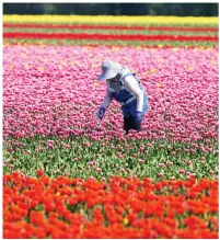  ??  ?? Flower power: A farm worker in Norfolk and, top, a fox has a crafty snooze in Greenwich