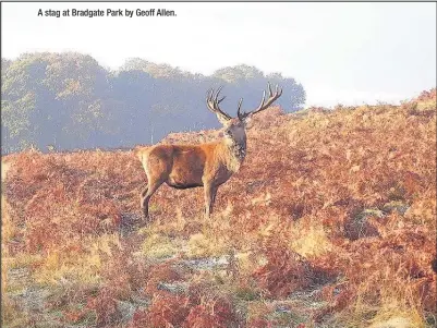  ??  ?? A stag at Bradgate Park by Geoff Allen.