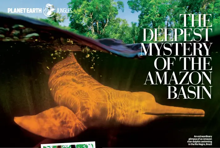  ??  ?? An extraordin­ary glimpse of an Amazon river dolphin swimming in the Rio Negro, Brazil