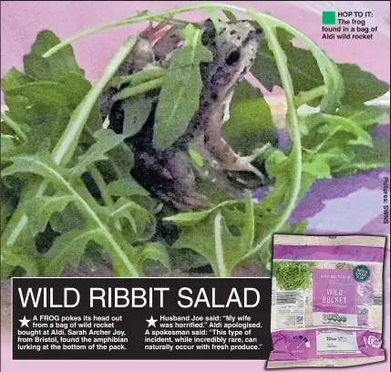  ??  ?? A FROG pokes its head out from a bag of wild rocket bought at Aldi. Sarah Archer Joy, from Bristol, found the amphibian lurking at the bottom of the pack. Husband Joe said: “My wife was horrified.” Aldi apologised. A spokesman said: “This type of incident, while incredibly rare, can naturally occur with fresh produce.” HOP TO IT: The frog found in a bag of Aldi wild rocket