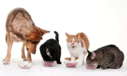  ??  ?? Smalls cat food company has raised $12m in capital amid a surge in demand from pet owners. Photograph: Arco Images GmbH/Alamy