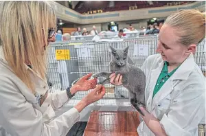  ??  ?? Judges Gizel Robertson and Rachael Gemmell look over a Russian blue.