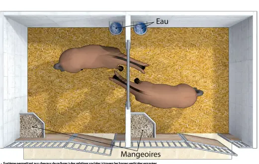  ??  ?? Système permettant aux chevaux de se livrer à des relations sociales à travers les barres verticales espacées.