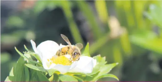  ?? ?? Pour diagnostiq­uer la nosémose, les intestins d’abeilles sont prélevés, puis observés par microscopi­e afin de compter manuelleme­nt les spores.