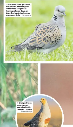  ?? Andy Hay/RSPB ?? > The turtle dove (pictured) has become a rare migrant in the West. The plainerloo­king collared dove, on the other hand, has become a common sight