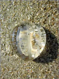  ??  ?? The Sea Gooseberry is common on beaches at present.