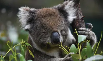  ?? Photograph: Lukas Coch/AAP ?? NSW Coalition says the new Sepp will stabilise and increase koala population­s but critics say it does not protect crucial habitat.