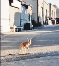  ??  ?? HIP-HOPPER: The kangaroo enjoys hopping around Saturday morning in the parking lot at an auto-repair shop in Staten Island. It was discovered by two shocked mechanics arriving for work at around 8 a.m.