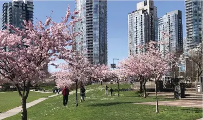  ?? FOTO: PRIVAT ?? Körsbärstr­äden blommar nu i Vancouver där Kari Turunen har jobbat sedan augusti i fjol.
